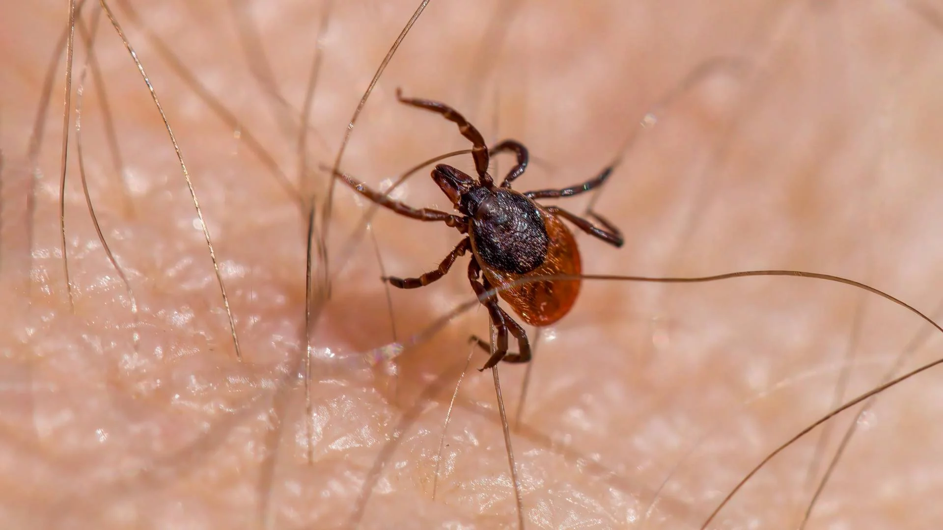Produkt z twojej kuchni może odstraszać kleszcze. Naukowcy potwierdzają jego działanie