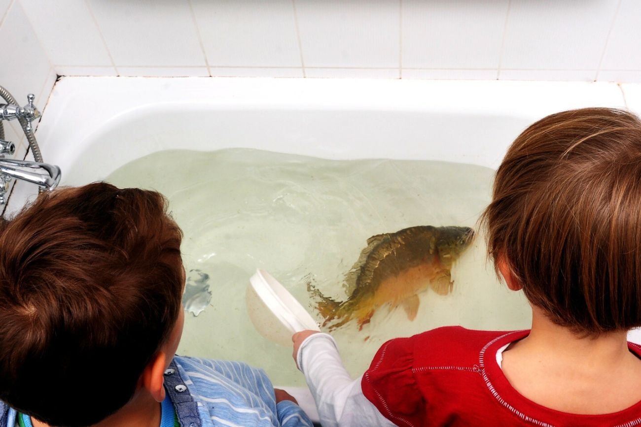 dzieci oglądające karpia pływającego w wannie