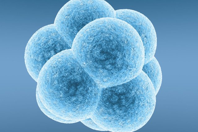 Zapłodniona komórka jajowa zaczyna się dzielić, z czego powstanie zarodek.