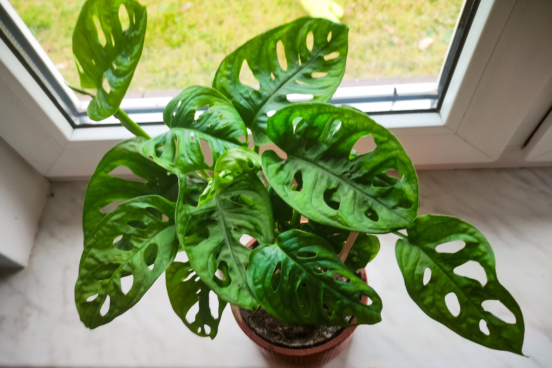 Monstera monkey mask, jak wygląda