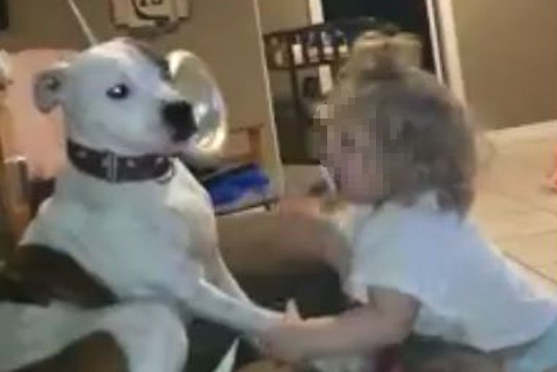 Dziecko męczy psa, rodzice nie reagują