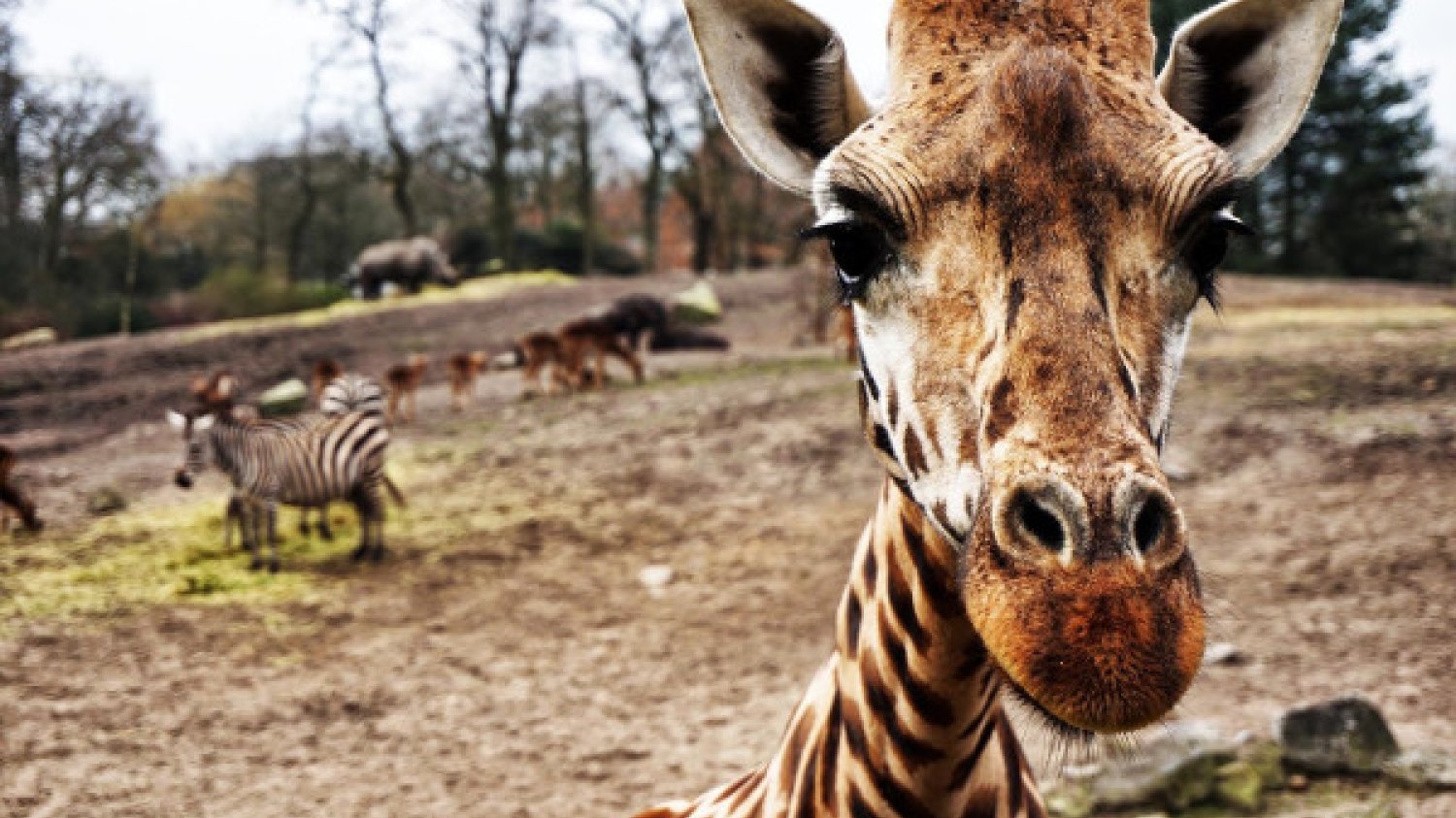 Fot. Pixabay.com / [url=https://pixabay.com/en/giraffe-zebra-africa-safari-1082168/]Unsplash[/url] / [url=https://pixabay.com/en/service/terms/#usage]CC0 Public Domain[/url]