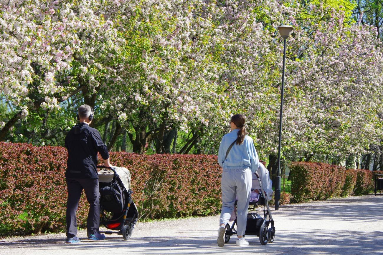 Rodzice na spacerze z dziećmi w wózkach.