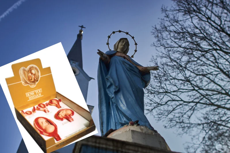 Modele płodów 3D - materiał edukacyjny pro-life Modele płodów 3D - materiał edukacyjny pro-life