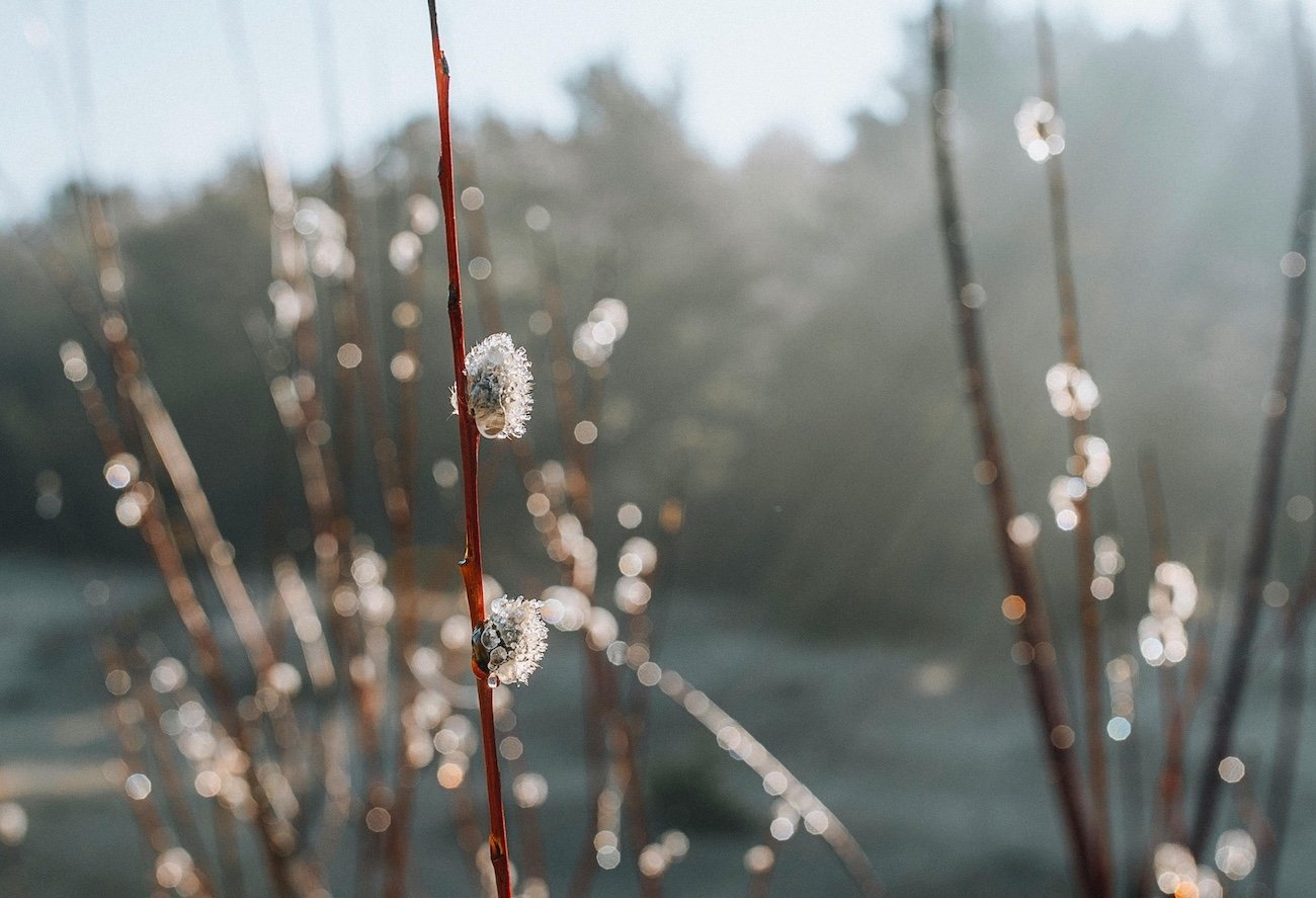 Bazie bowiem pięknie się suszą, w wodzie nie utrzymają się w dobrym stanie.