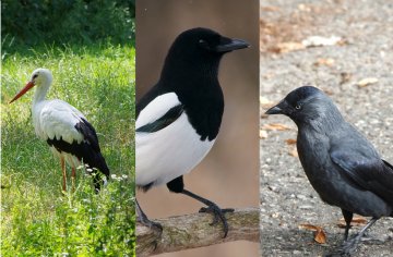 bocian, sroka, kawka