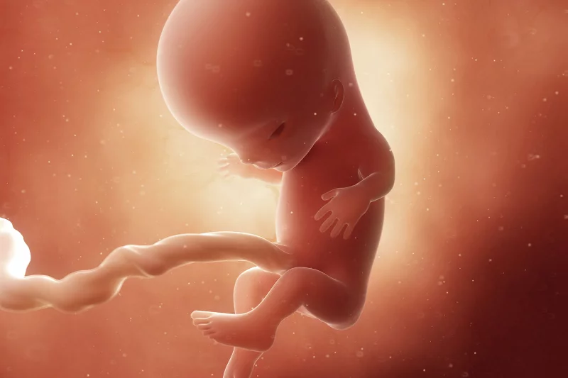 11 tydzień ciąży: jak wygląda płód