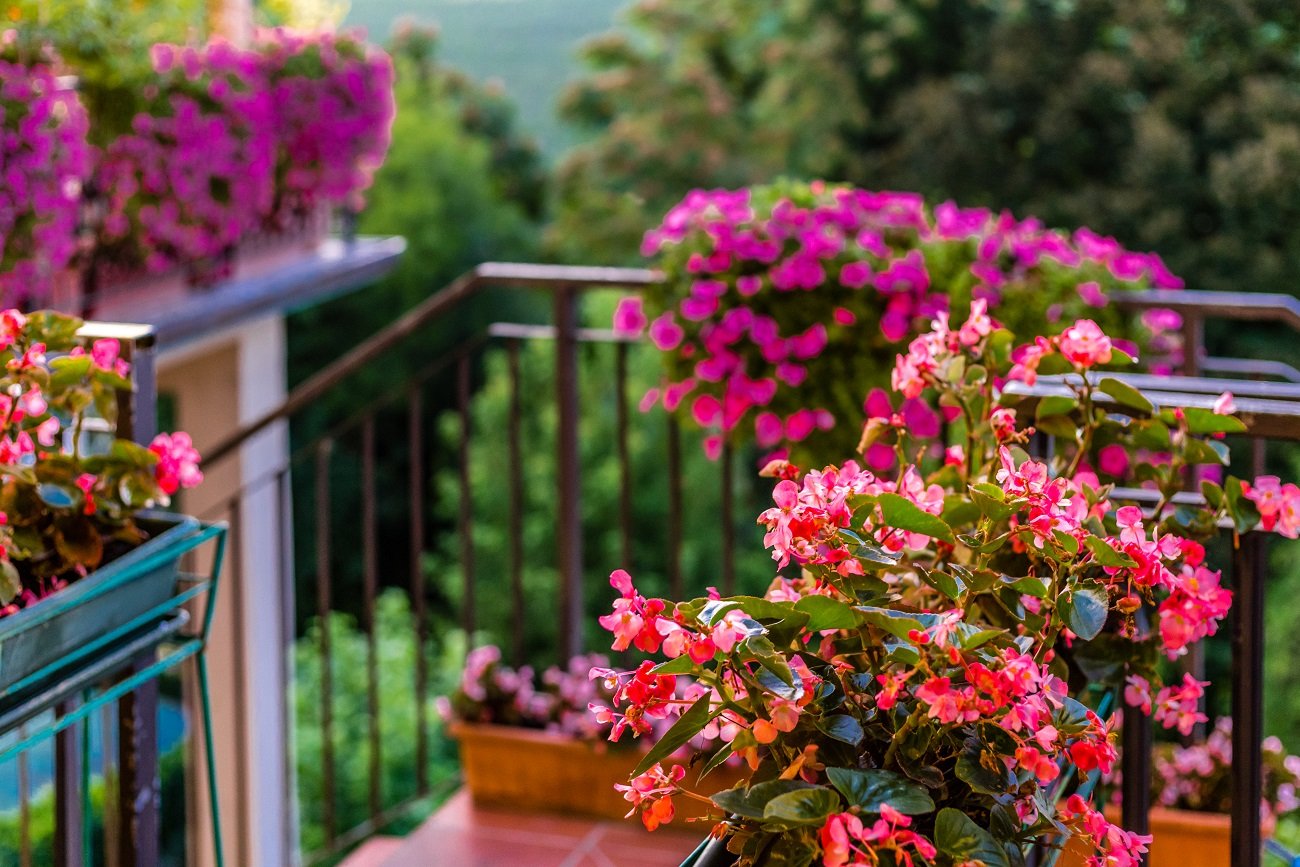 Kwiaty na balkonie