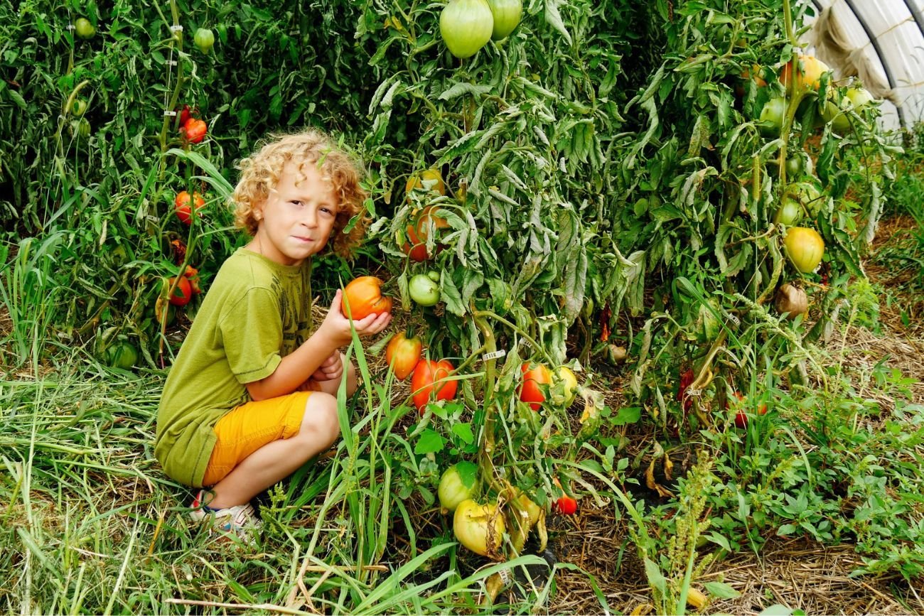 metoda wychowawcza "podpierania pomidorów"