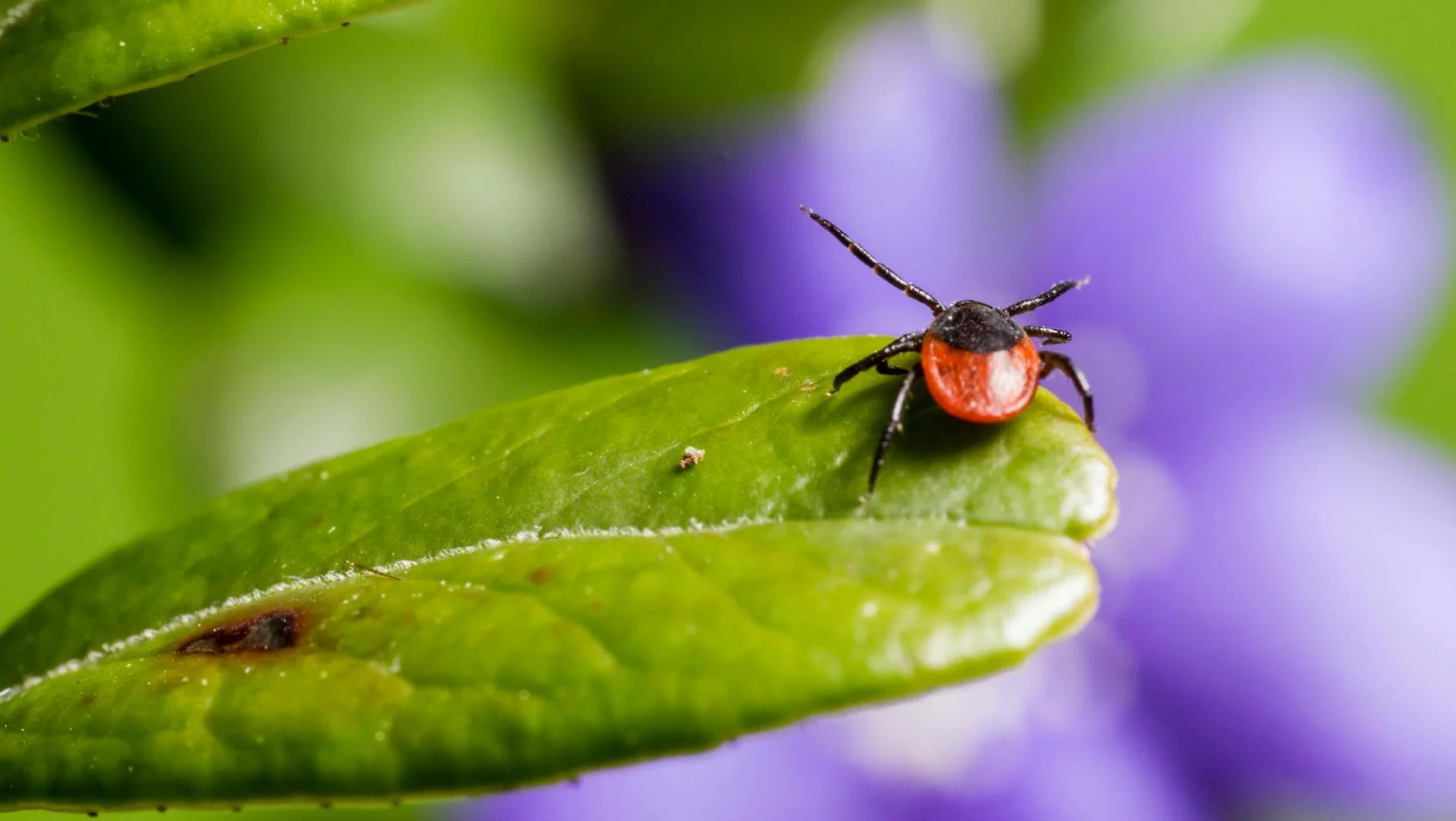 W Polsce pojawił się nowy gatunek kleszczy z Afryki. "Biegną w stronę człowieka"