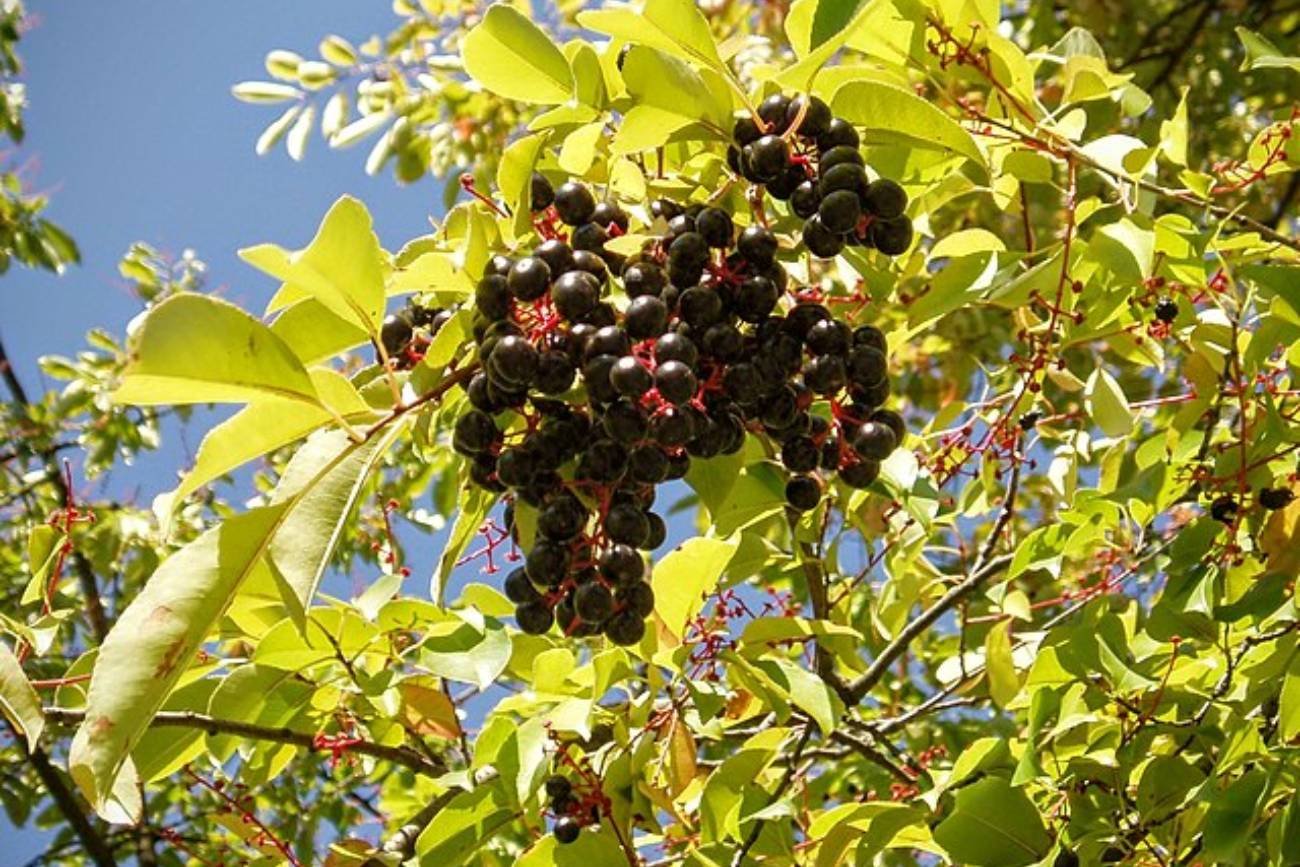 Owoc czeremchy amerykańskiej