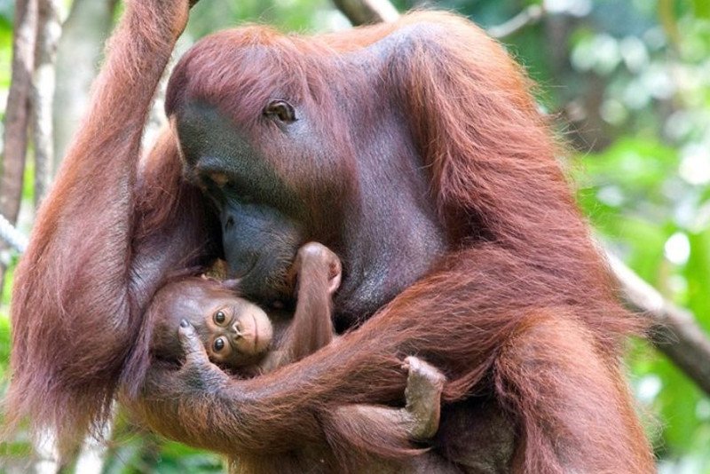 25 orangutanów dziennie. Tyle zwierząt umiera z powodu karczowania lasów deszczowych