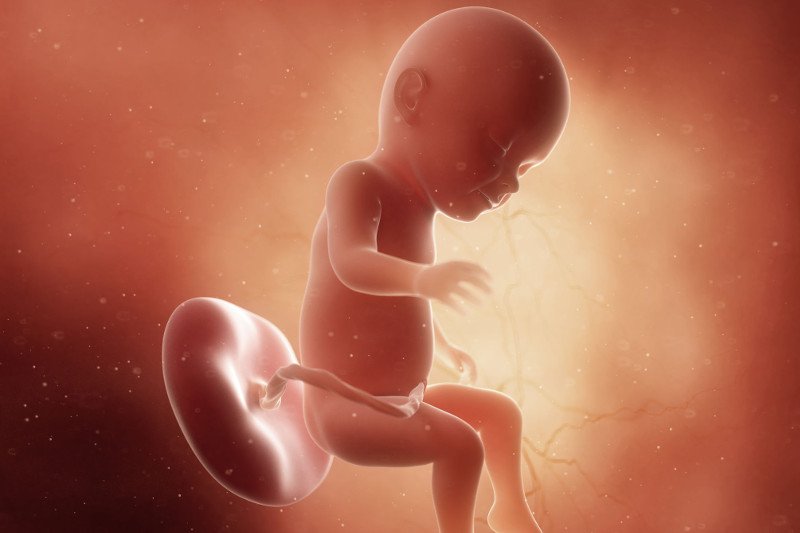 płód w 31 tygodniu ciąży