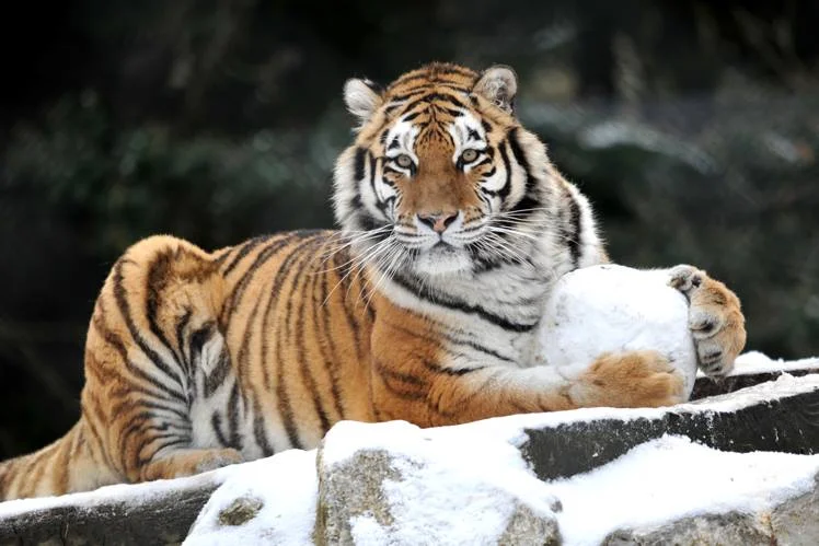 Szwajcarskie parki zoologiczne goszczą m.in. tygrysy syberyjskie