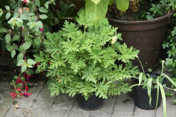 Geranium