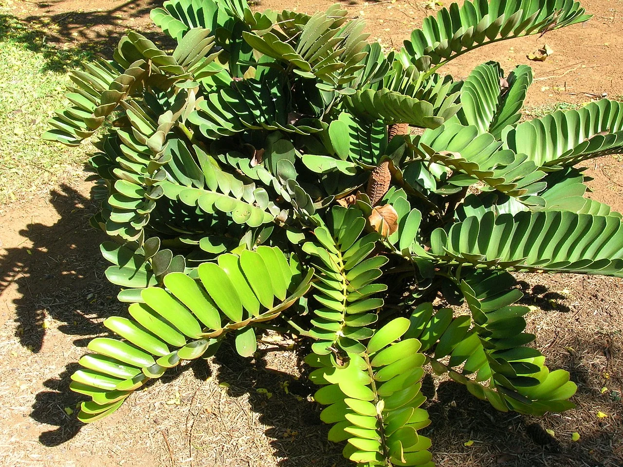 Zamia