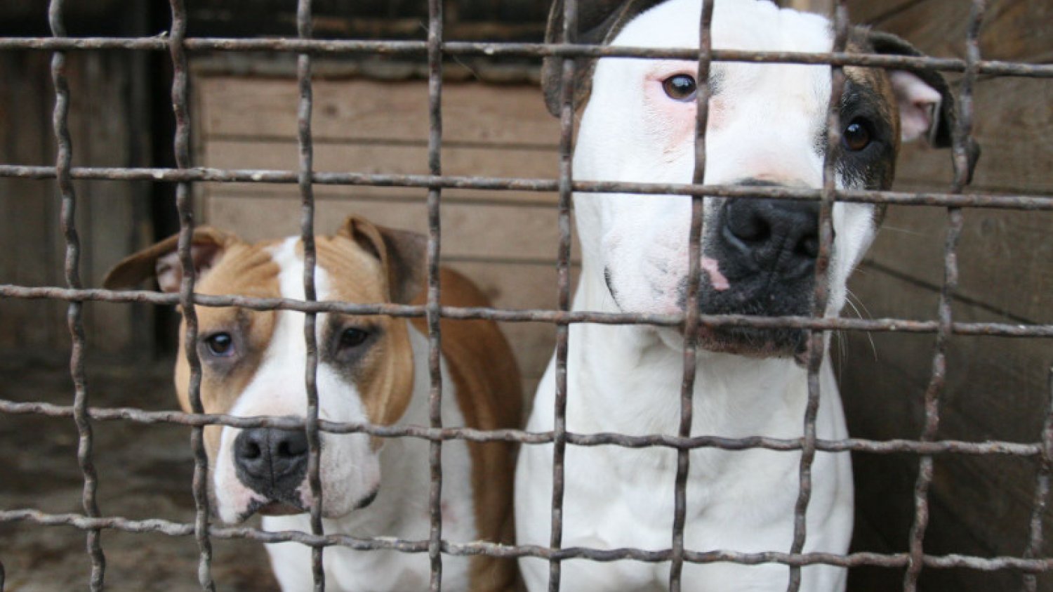Amstaffy powszechnie uważane są za agresywną rasę. Czy słusznie?