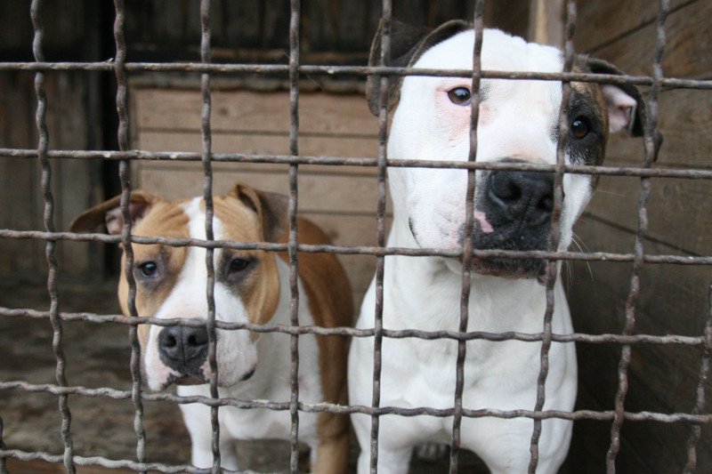 Amstaffy powszechnie uważane są za agresywną rasę. Czy słusznie?