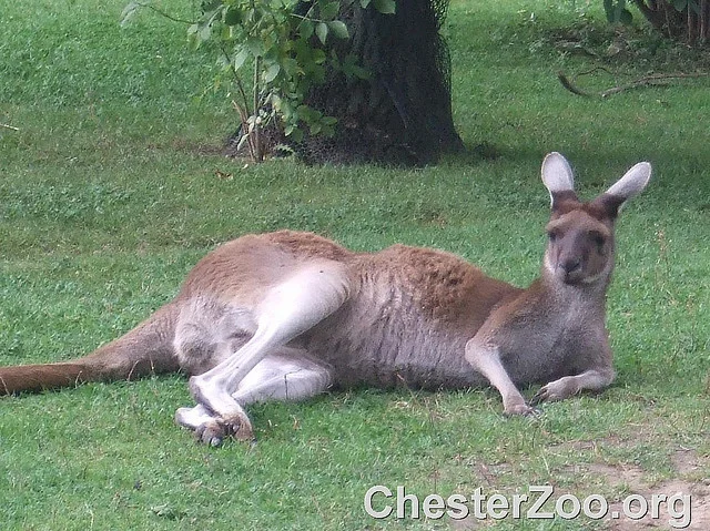 Fot. [url=http://skroc.pl/11934]Chester Zoo[/url] / [url= http://goo.gl/VAhsB]CC BY[/url]