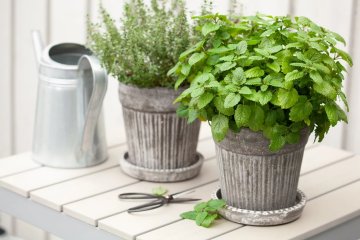 Sposoby na meszki/Zapachy, których nie lubią meszki
