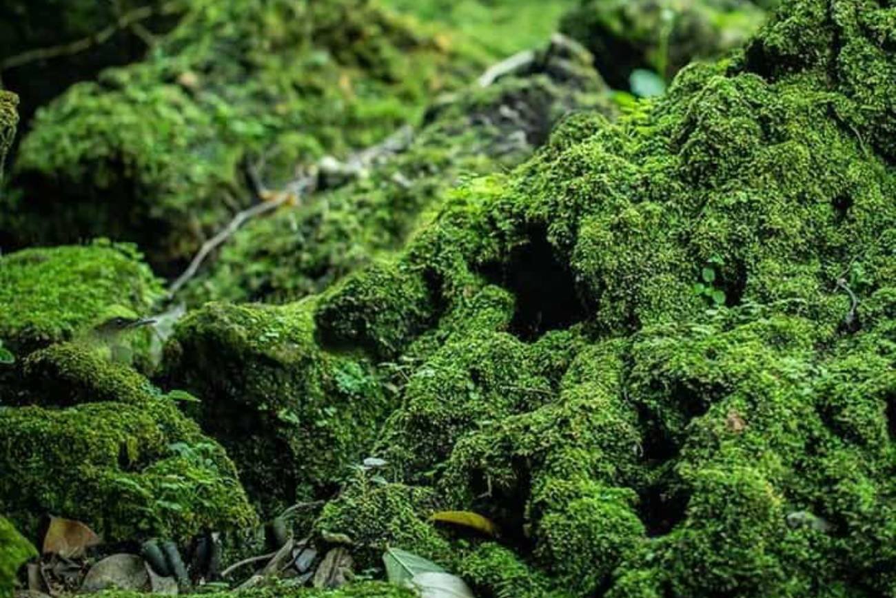 Iluzję optyczną z ptakiem w dżungli w 7 sekund rozpoznaje tylko 5 procent ludzi.