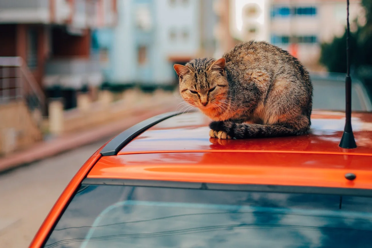 Kot pod maską samochodu