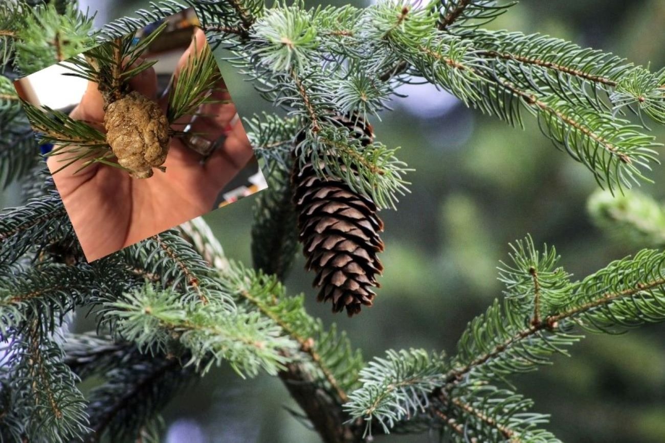 Szyszki są bardzo podobne do kokonów modliszek. Nie trudno je pomylić.