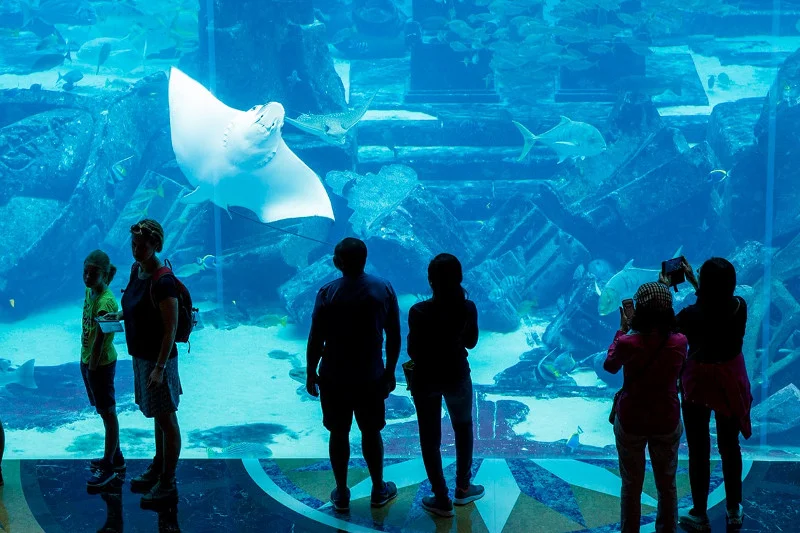 Leżące w podziemiach luksusowego hotelu Atlantis The Palm akwarium stanowi schronienie dla blisko ponad 65 000 morskich zwierząt rozdzielonych na 20 ekspozycji.