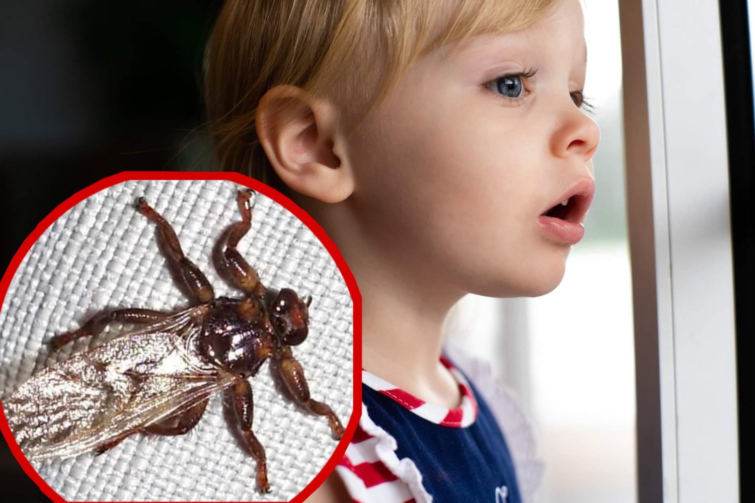 Strzyżak jeleni sarni, jak wygląda latający kleszcz, co odstrasza kleszcze