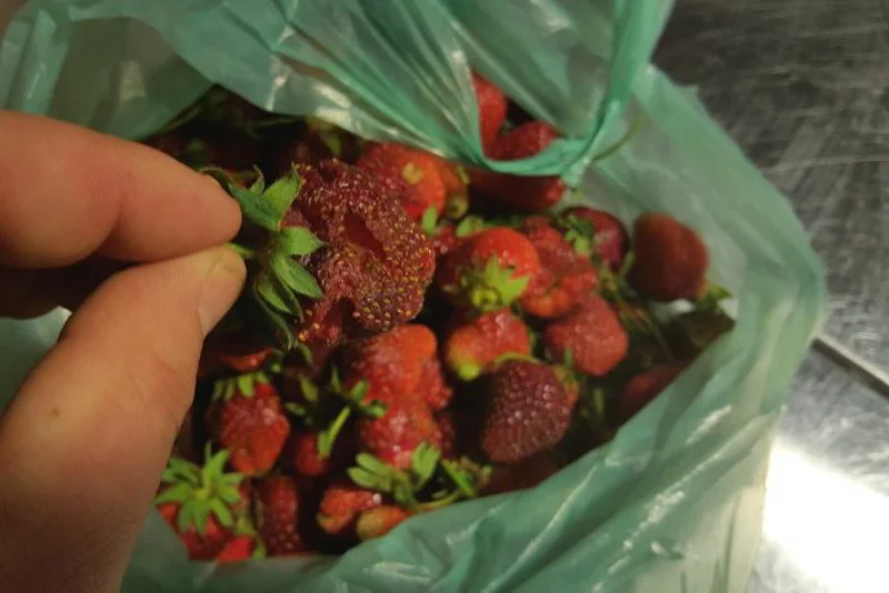 Czym się różnią polskie majowe truskawki od zagranicznych?