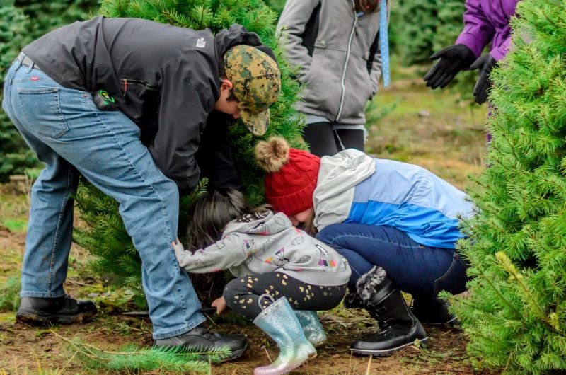 choinka: żywa czy sztuczna, żywa choinka, choinka sztuczna, choinka w doniczce, czy żywa choinka jest ekologiczna, choinka jak zywa , ekologiczna choinka