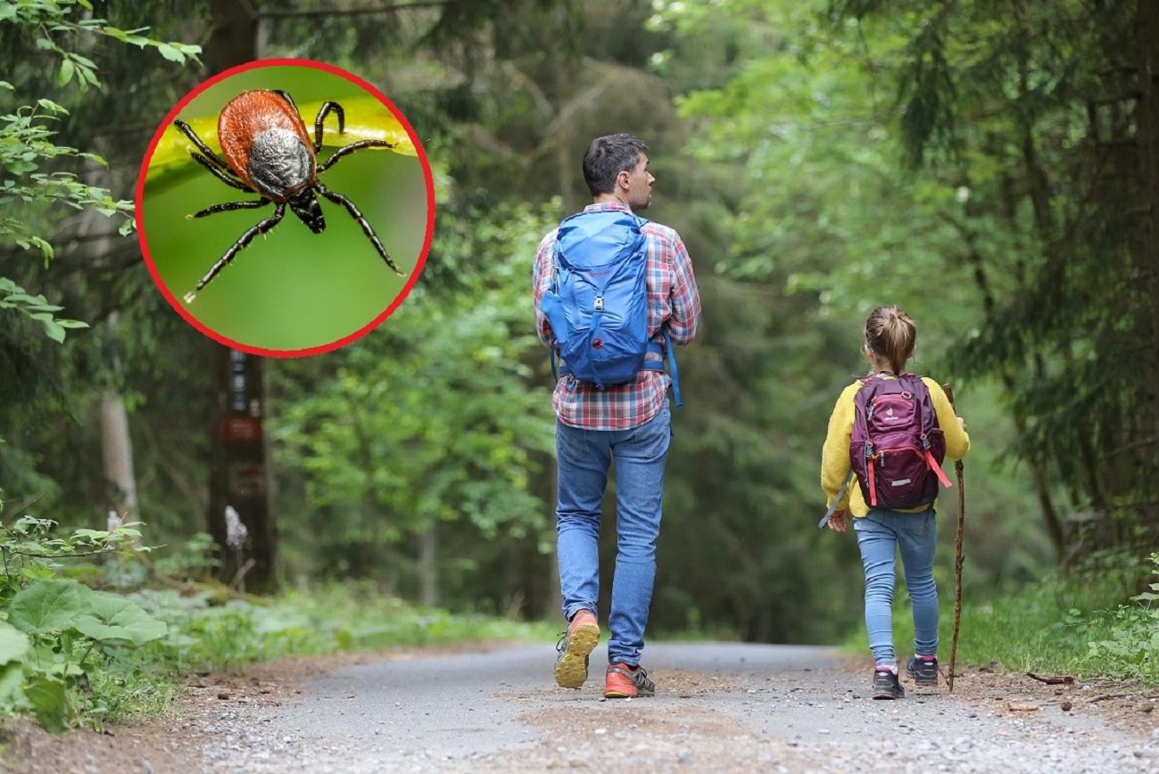 gdzie jest mniej kleszczy