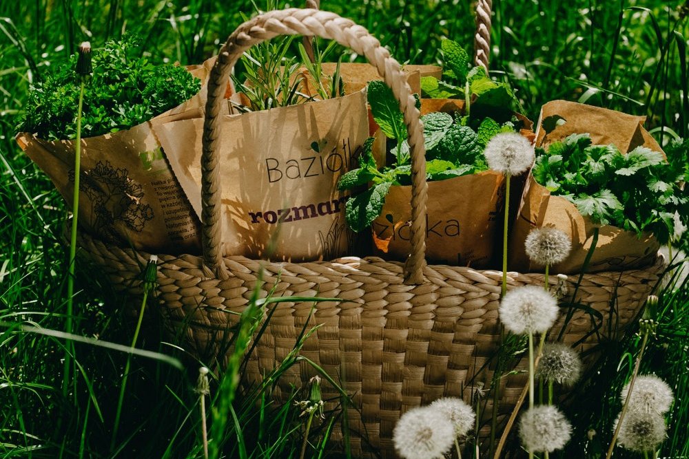 Ziołowe wakacje w kuchni. 4 przepisy, które zrobicie razem z Baziółką