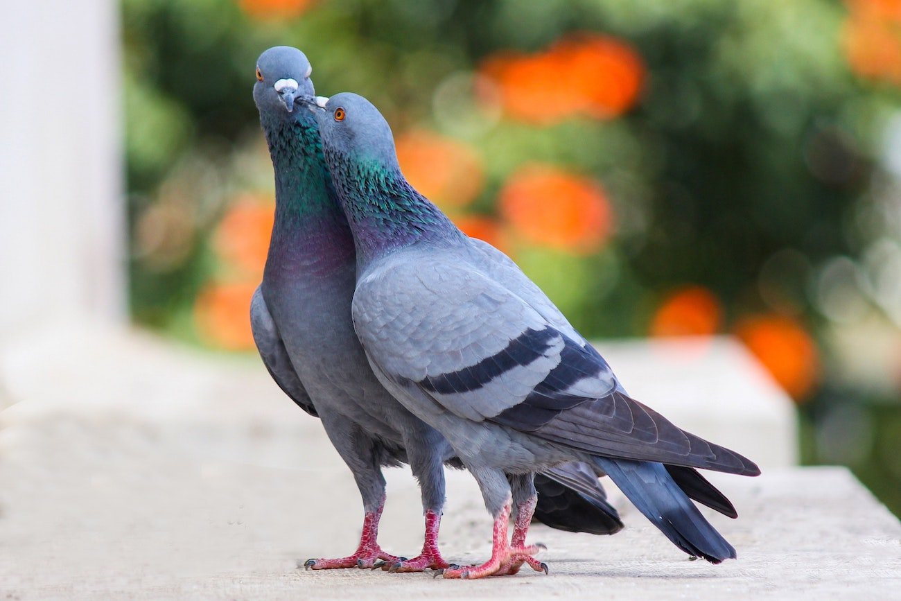 Sposoby na odstraszenie gołębi.