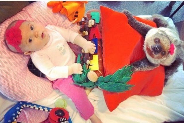 Leniwiec, z którym wychowuje się Amerykanka wywołał zamieszanie nie tylko w amerykańskich mediach.