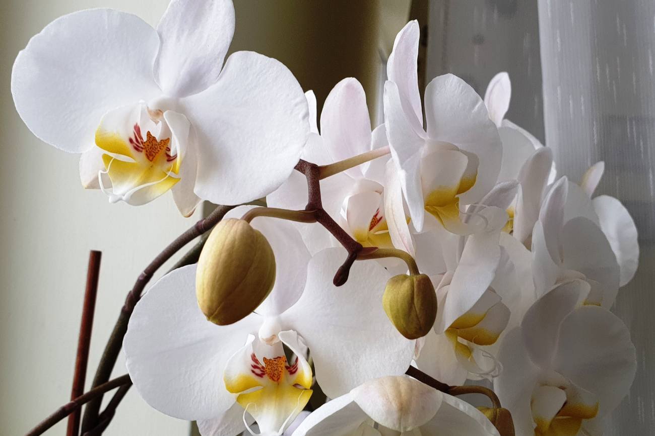 storczyk pielęgnacja, jak nawozić storczyki, nawóz do storczyków, domowy nawóz do kwiatów, rośliny doniczkowe, piwo do nawożenia roślin