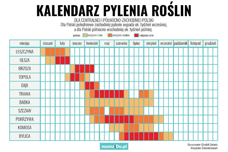 Kalendarz Pylenia 2022. Kiedy Pylą Rośliny I Drzewa? [infografika ...