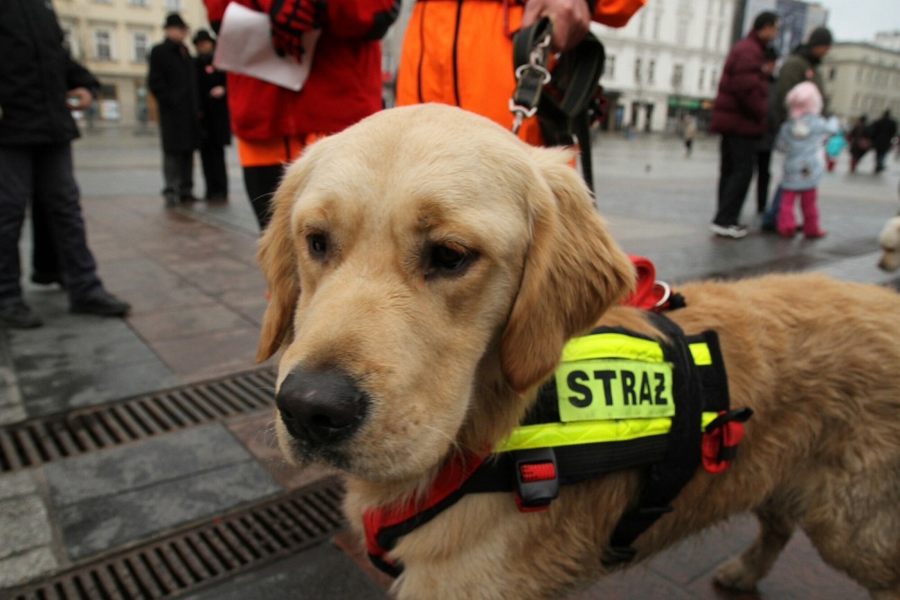 pies ratownik