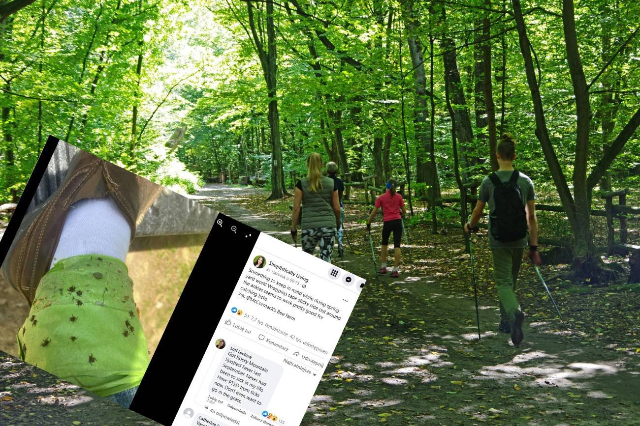 kleszcze, kleszcze w lesie, kleszcze w trawie, jak uniknąć kleszczy, jak się chronić przed kleszczami