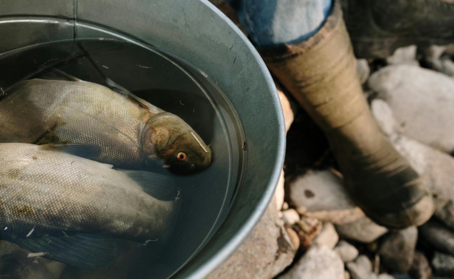 Rodzice, uważajcie na to przy zakupie karpia. Od tego zależy bezpieczeństwo dzieci