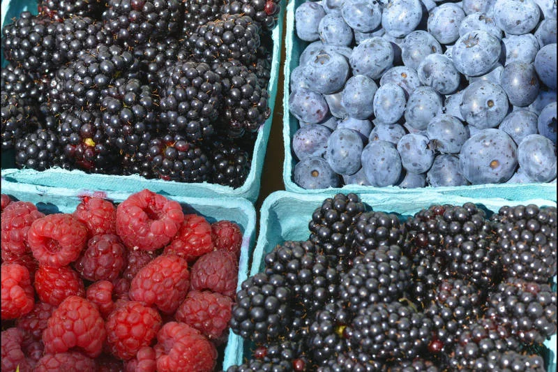 Jeżyny, borówki, maliny, a także jagody i porzeczki są niskokaloryczne i zawierają niewiele cukru.