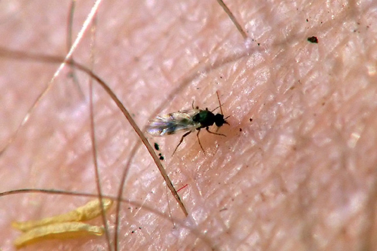 Naturalne sposoby na meszki, odstraszanie, łagodzenie ukąszeń, uczuenie