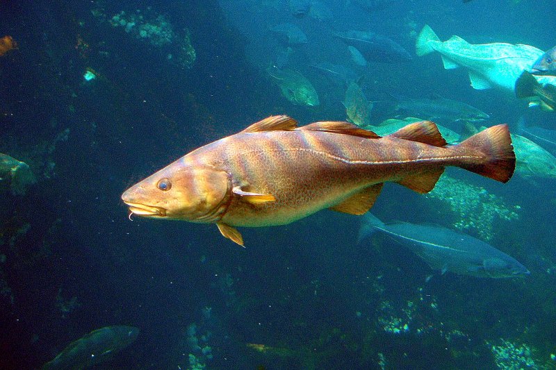 Tran otrzymuje się z wątroby niektórych ryb np. dorsza