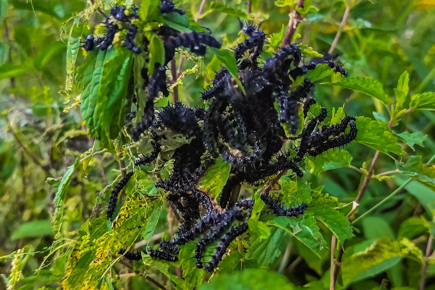 Czarne gąsienice, to larwy pięknego motyla rusałki pokrzywnika.