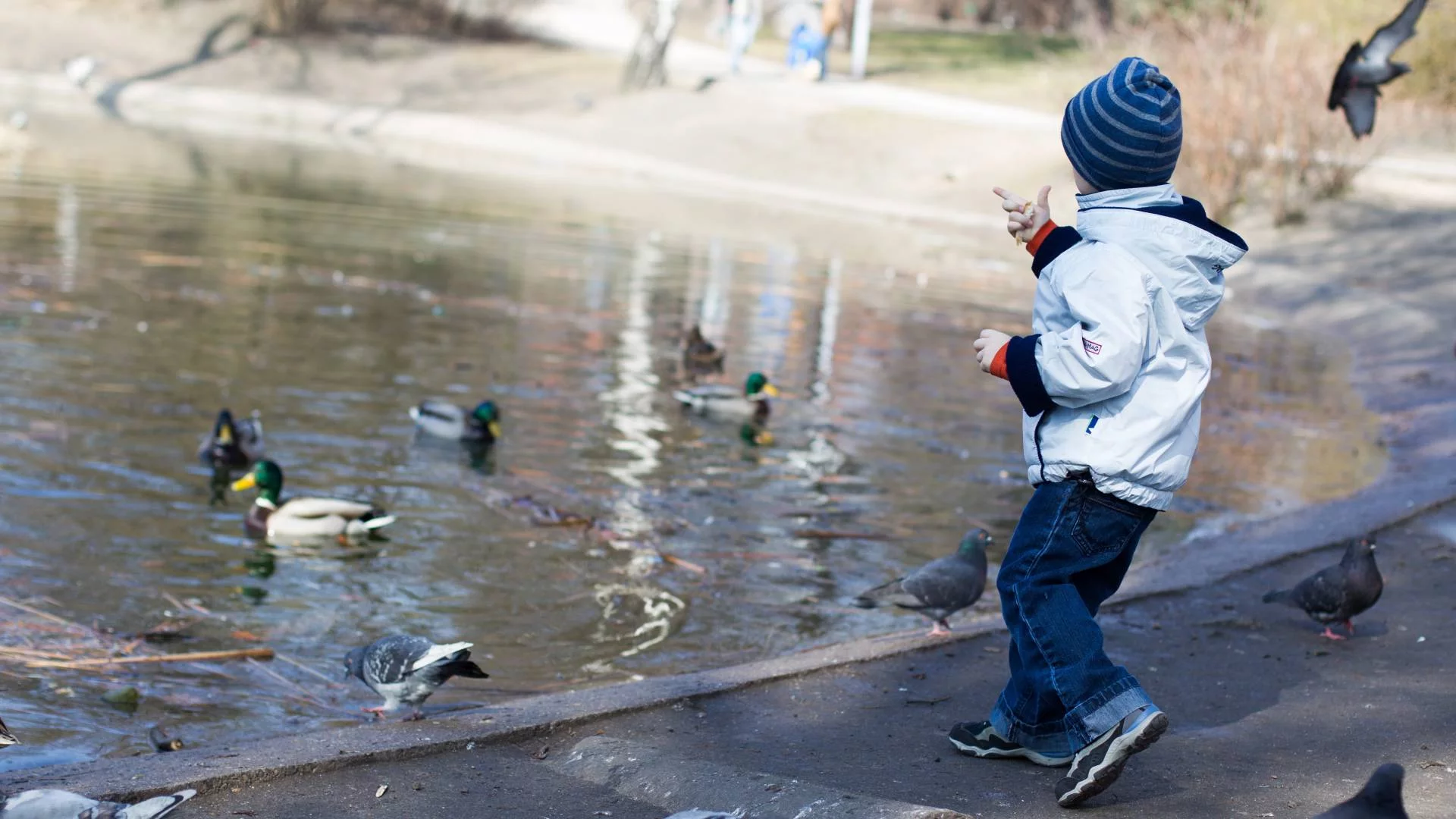 dziecko karmi kaczki i gołębie nad wodą