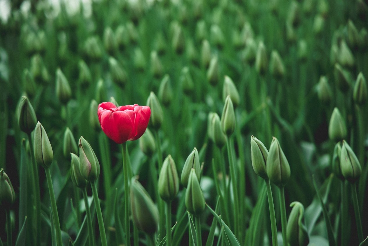Tulipan symbol osób średnio wrażliwych
