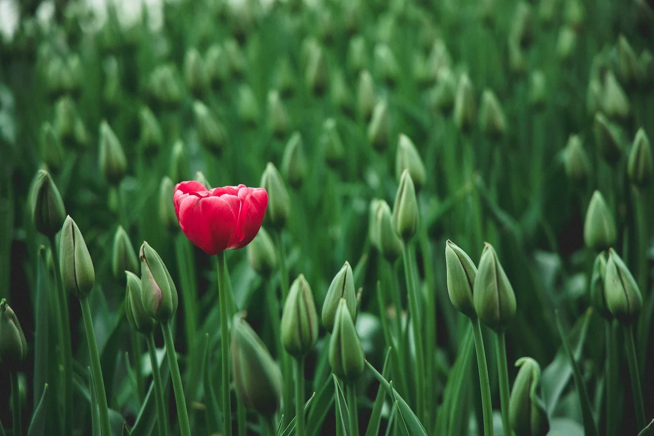 Tulipan symbol osób średnio wrażliwych