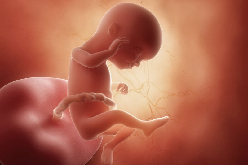 Płód w 16 tygodniu ciąży