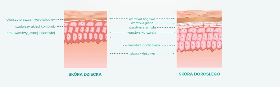 Różnice w budowie skóry dziecka i osoby dorosłej.