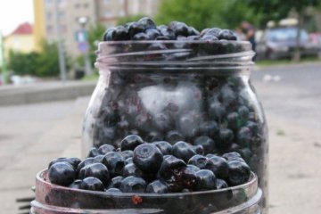 Bąblowica – objawy bąblowicy i leczenie.